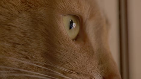 Abyssinian-cat,-cat’s-eyes-close-up