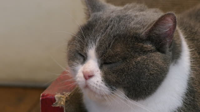 Gato-gracioso-británicos-de-pelo-corto-para-dormir,-primer-plano