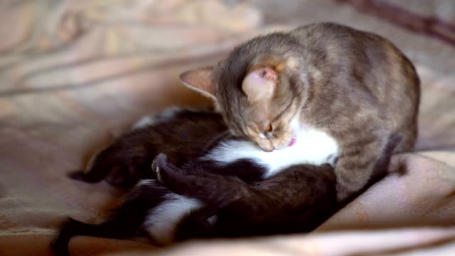 Kätzchen-und-eine-Katze