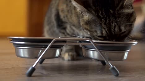 Eine-weibliche-Katze-Trockenfutter-aus-Metall-Schale-essen.-Metall-Teller-mit-Essen-und-Wasser.-Schuss-in-4k