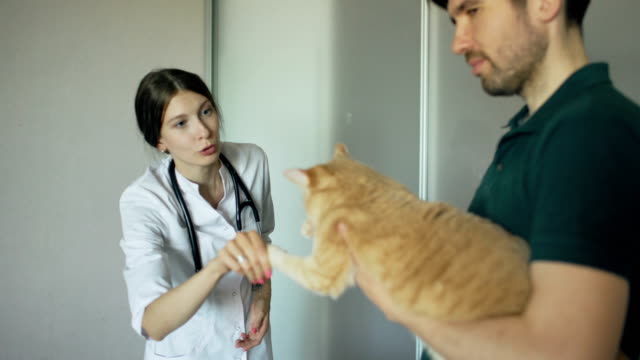 Cat-owner-man-talking-with-vet-woman-in-veterinarian-office