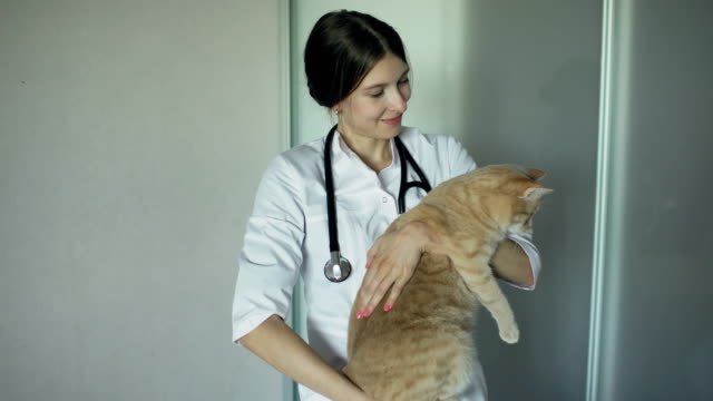 Young-veterinarian-woman-with-stethoscope-holding-cat-in-vet-medical-office