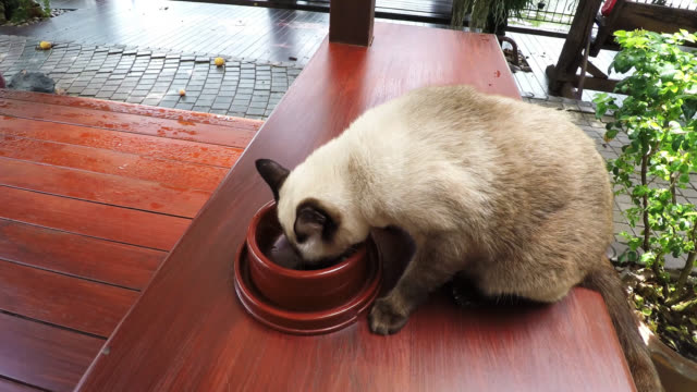 Cat-Eating,-Siamese-brown-cat-walking-in-and-start-eating-his-food-from-a-bowl-on-the-floor-of-wooden-balcony.