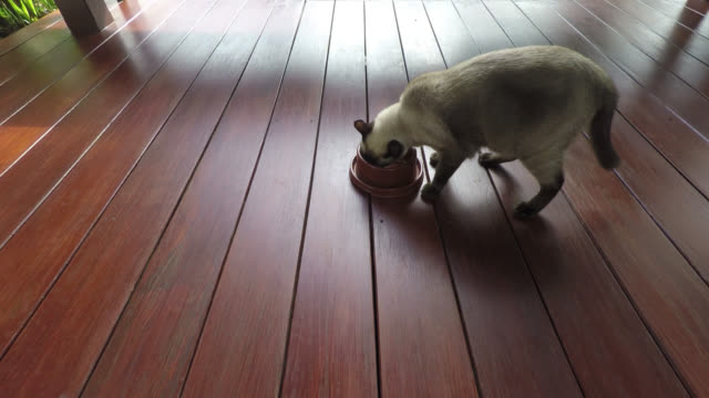 Comer-gato,-siamés-marrón-gato-caminando-y-empezar-comiendo-su-alimento-de-un-recipiente-en-el-piso-del-balcón-de-madera.