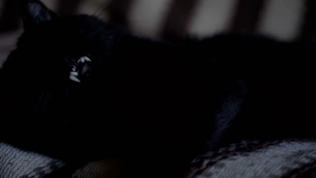 Schwarze-Katze-schlafend-auf-dem-Sofa-Nahaufnahme