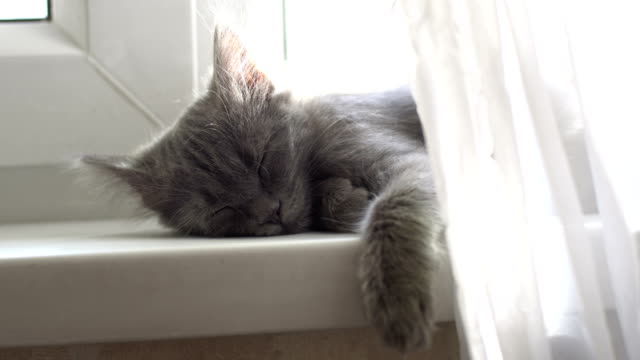 Mini-gatito-sueño