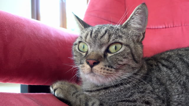 Süße-Katze-auf-roten-sofa