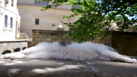 Obdachlose-weiß-mit-grauen-Katze-schläft-auf-der-Straße