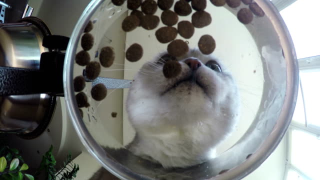 Vista-inferior-del-adorable-gato-británico-blanco,-mirando-a-cámara,-comer-un-palo-gato-sabroso.-Inusual-vista