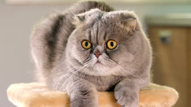 Porträt-von-Scottish-Fold-cat