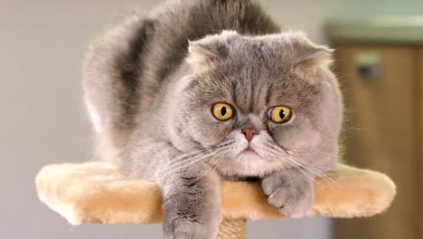 Purebred-gray-Scottish-Fold-cat