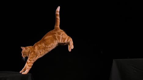 Red-Tabby-Hauskatze,-Erwachsene-springen-vor-schwarzen-Hintergrund,-Slow-Motion-4K