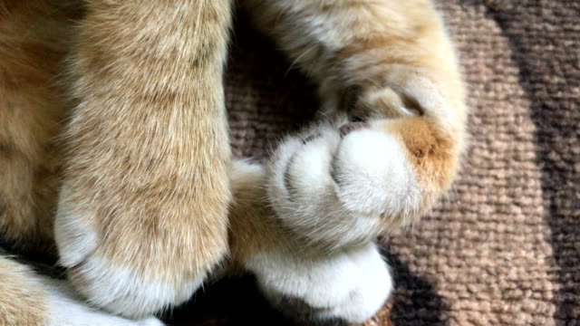 feline-white-legs-with-claws