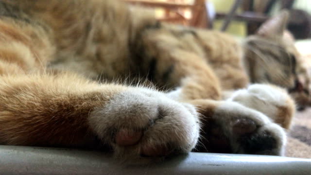 großen-Kitty-mit-weichen-Pfoten-schläft