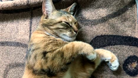 weiche-Katze-gebogene-Beine-und-einschlafen