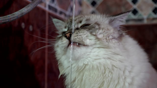 inländische-Sibirische-Katze-trinkt-und-das-Rieseln-des-Wassers-zu-erforschen