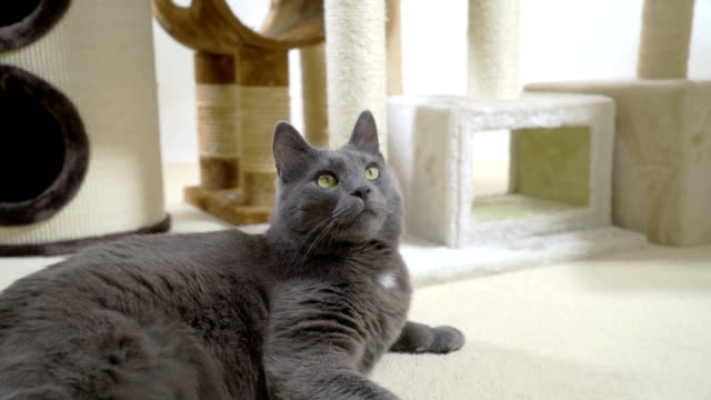Graue-Katze-genießt-in-seiner-warmen-und-komfortablen-neuen-Hause-liegen-auf-einem-weichen-Teppich
