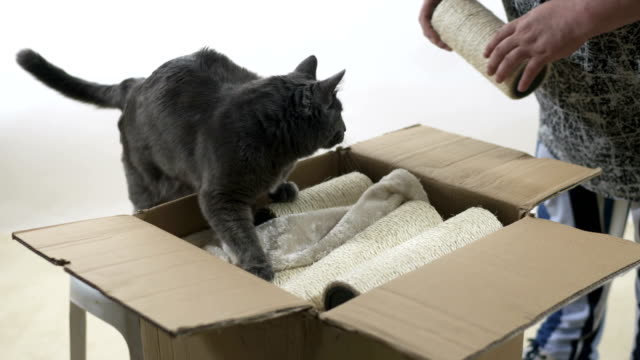 Moderne-Möbel-für-Katzen-und-Kätzchen-unboxing-und-Montage