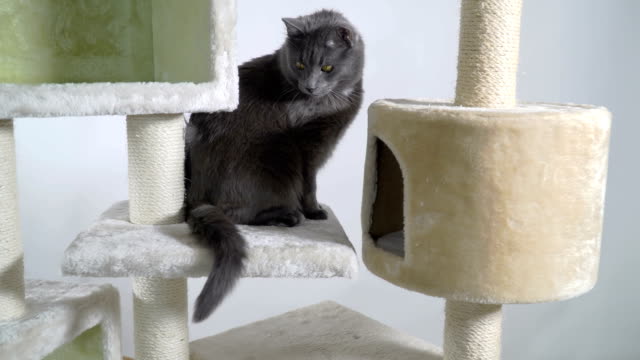 Indoor-playground-for-cats-and-kittens