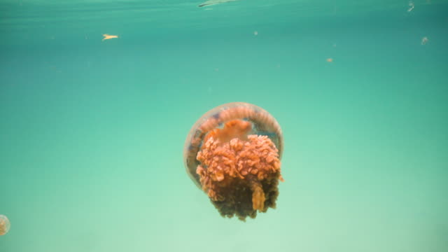 Big-jellyfish-in-the-water.-Bucas-Grande-Island,-Sohoton-Cove.-Philippines