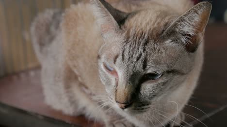 kurze-Haare-Katze-mit-Anisokorie-Symptom,-eine-ungleiche-Pupillengröße