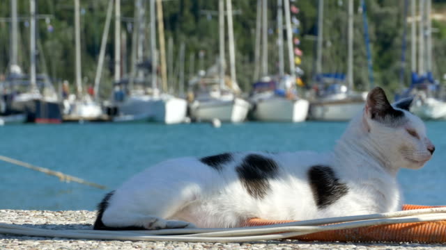 Katze-im-Hafen