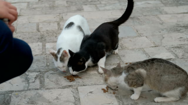 Three-shorthair-cats-eat-dry-food-outdoors-in-summer-day.-Adult-pussycat