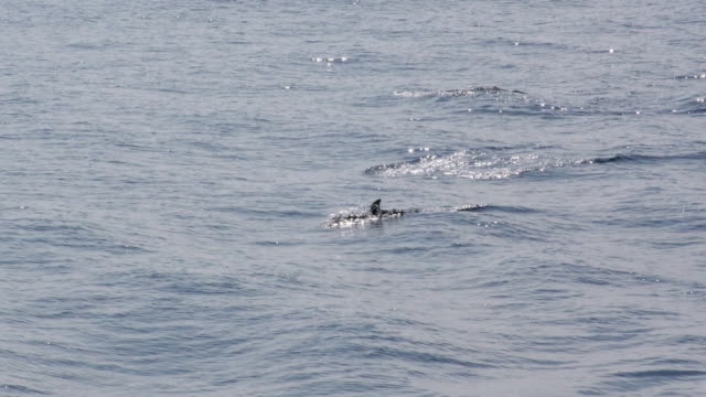 Delphin-Pod-schwimmen