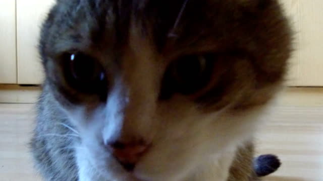 Close-up-of-a-domestic-cat