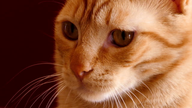 Cat-Red-Background