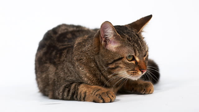 Brown-Tabby-inländische-Katze-lecken-ihre-Koteletts-weißen-Hintergrund,-Slow-Motion-4K