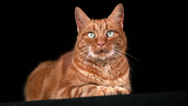 Red-Tabby-Domestic-Cat,-Adult-Laying-against-Black-Background,-Real-Time-4K