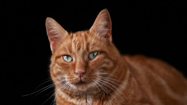 Gato-doméstico-rojo,-adulto-tendido-sobre-fondo-negro,-tiempo-Real-4K