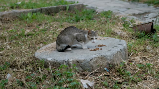 Homeless-tabby-cat-eat-food-with-avidity-on-the-street-closeup