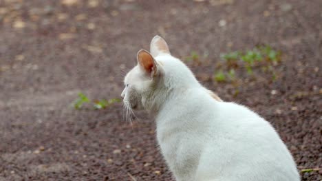Weiße-Katze