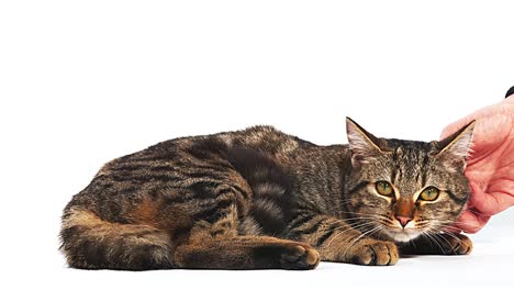 Mujer-acariciando-un-gato-doméstico-atigrado-marrón-sobre-fondo-blanco,-4K-en-tiempo-Real