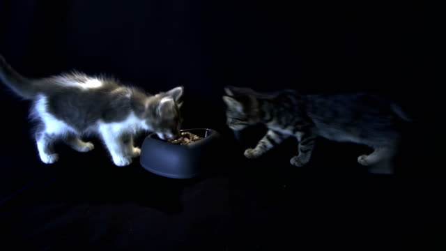 Kittens-eating