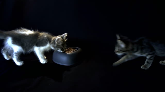 Kittens-comer