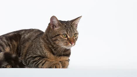 Gato-doméstico-atigrado-marrón-sobre-fondo-blanco,-4K-en-tiempo-Real