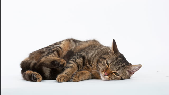 Brown-Tabby-Domestic-Cat-resting-on-White-Background,-Real-Time-4K