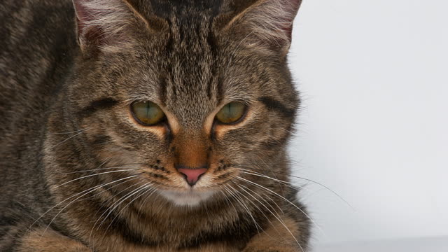 Brown-Tabby-Domestic-Cat-on-White-Background,-Real-Time-4K