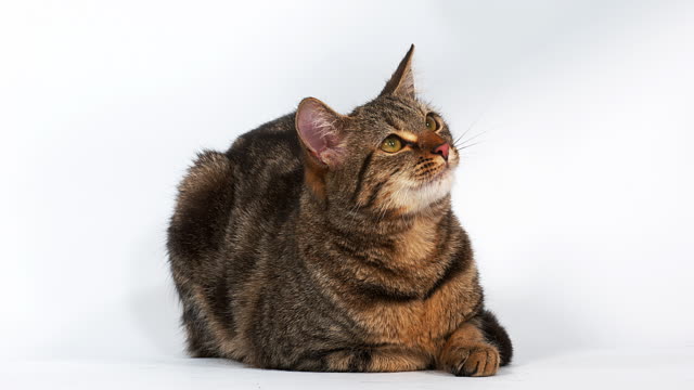 Brown-Tabby-Domestic-Cat-Licking-its-Chops-on-White-Background,-Real-Time-4K