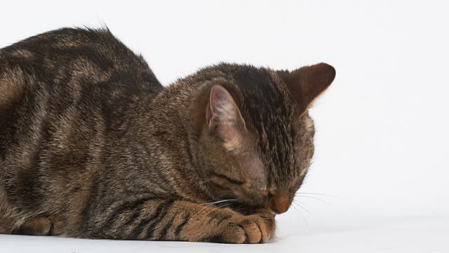 Brown-Tabby-Domestic-Cat-Licking-its-Paws-on-White-Background,-Real-Time-4K