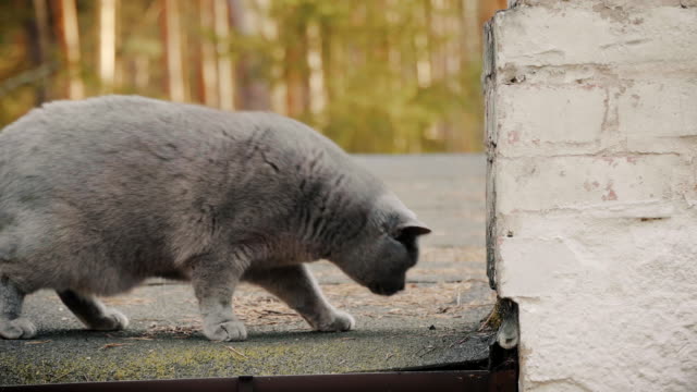 gray-British-cat-is-walking-on-the-roof