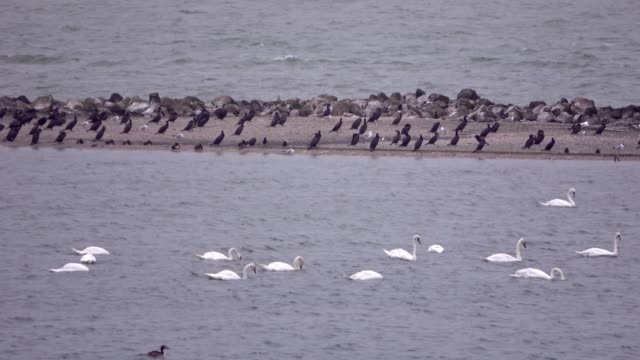 Swan,-Cygnus,-Cygnus-olor,-Schwäne-swimming-on-a-lake,-IJsselmeer,-cormorant,-Phalacrocorax-carbo,-sea-raven,-Kormoran,-Netherlands,-4K