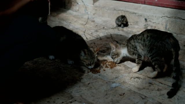 Dos-gatos-callejeros-comen-piensos-sobre-el-pavimento-de-piedra-cerca-de-la-casa