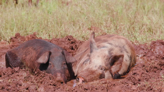 Cerdos-de-granja-revolcándose-en-el-barro