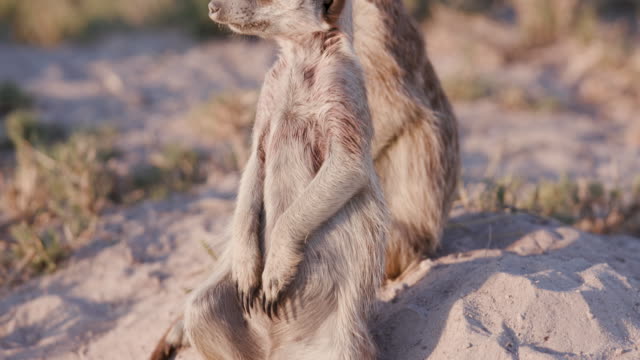 Close-up-panning-up-view-of-meerkat-sitting-on-sentry-duty