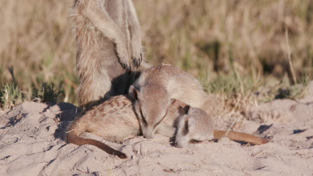 Dos-suricatas-bebé-soñoliento-lindo