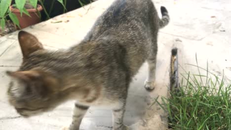 tabby-cat-with-round-eyes-walks-across-the-yard